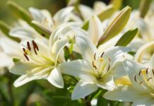 Phục Sinh: Quà tặng quý nhất đời ta