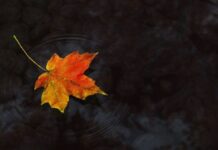 Nếu sống chỉ để rồi chết…!