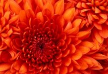 Chia sẻ mừng năm thánh (Bài 1) – Thánh hôm nào và thánh hôm nay