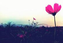 Gieo niềm tin cuộc sống