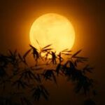 Người góa phụ về đêm