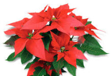 Năm điều Kitô hữu không nên làm vào Giáng sinh