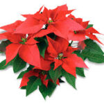 Hơn 100 máng cỏ được trưng bày tại Vatican: Giáng sinh từ khắp nơi trên thế giới