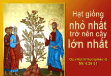 CÁC BÀI SUY NIỆM CHÚA NHẬT 11 THƯỜNG NIÊN NĂM B