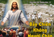 CÁC BÀI SUY NIỆM CHÚA NHẬT 16 THƯỜNG NIÊN NĂM B