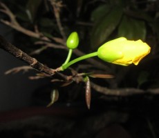 Lời nguyện tín hữu – Lễ Giao Thừa
