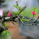 Khoảng Trời Mới Của Hy Vọng