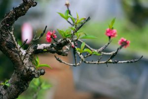 Tính Tết Nết Xuân
