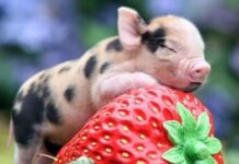 Thức dậy sớm để sống thêm một cuộc đời