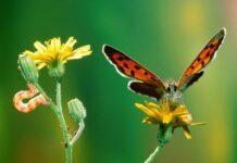 Mảnh vườn hồn