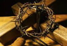 Chuyện một cây gỗ!