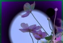 Về nguồn yêu thương