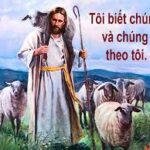 Các bài suy niệm Chúa Nhật 4 Phục Sinh Năm C (Chúa Nhật Chúa Chiên Lành)