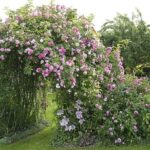 Tình yêu của cây xanh