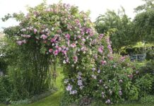 Cuộc đời là một công việc bề bộn