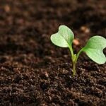 Trưởng thành tương quan với Chúa