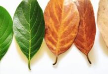 Một bài học về lão hóa