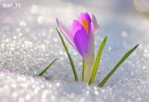 Suy niệm chung tháng 12 – Tôi đã sinh lợi được bao nhiêu nén bạc?