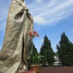 Ơn nhờ ơn của ơn Vô Nhiễm Nguyên Tội