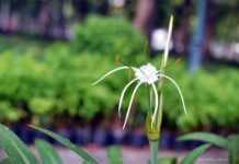 Tham vọng – Ước vọng