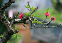 Tết, Tết là gì?