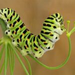 Hạnh phúc đến với kiếp sâu tôi