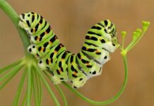 Hạnh phúc đến với kiếp sâu tôi