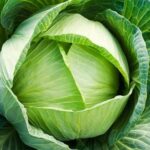 Chiếc túi nilon và cây bắp cải