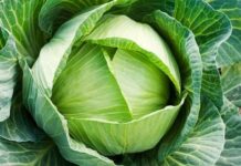 Chiếc túi nilon và cây bắp cải