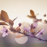 Sự sống và cái chết