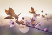 Sự sống và cái chết