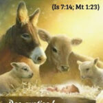 Chuẩn bị Giáng sinh