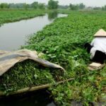 Viết cho bà Ba rau muống