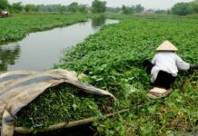 Viết cho bà Ba rau muống