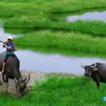 Hiền lành phục vụ