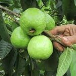 Hái Ổi Trên Cây Táo