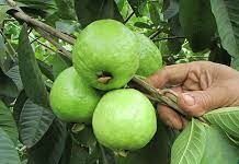 Hái Ổi Trên Cây Táo