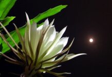 Nơi Góc Nhỏ Có Con Và Chúa