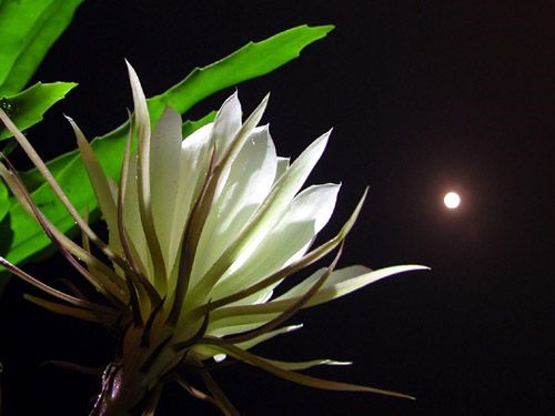 “Quỳnh Đêm”