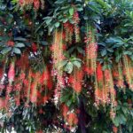 Loài hoa nở trong đêm