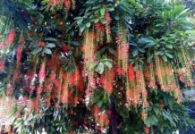 Loài hoa nở trong đêm