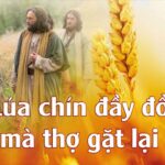 Các Bài Suy niệm Chúa Nhật XI Thường Niên A