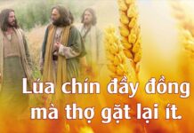 Các Bài Suy niệm Chúa Nhật XI Thường Niên A