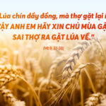 Lời nguyện tín hữu – Chúa Nhật XI Thường niên _A