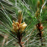 Nắng Mới Trên Ngọn Thông Xanh