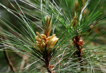 Nắng Mới Trên Ngọn Thông Xanh