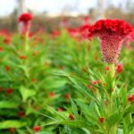 Bài học từ bông hoa Mào Gà