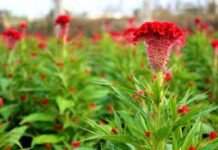 Bài học từ bông hoa Mào Gà