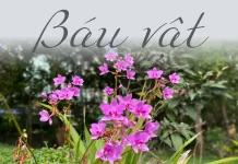 Báu vật