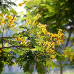 Tập Viện có mấy Cây Tương Tư